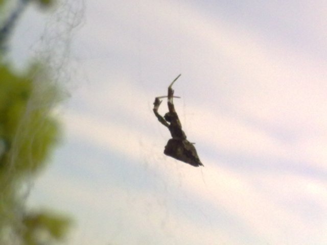 Uloborus plumipes